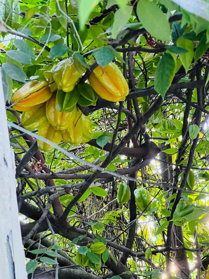 3Bdrm Fruit Tree Home Near Downtown オーランド エクステリア 写真