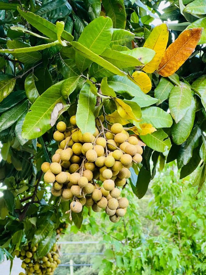 3Bdrm Fruit Tree Home Near Downtown オーランド エクステリア 写真