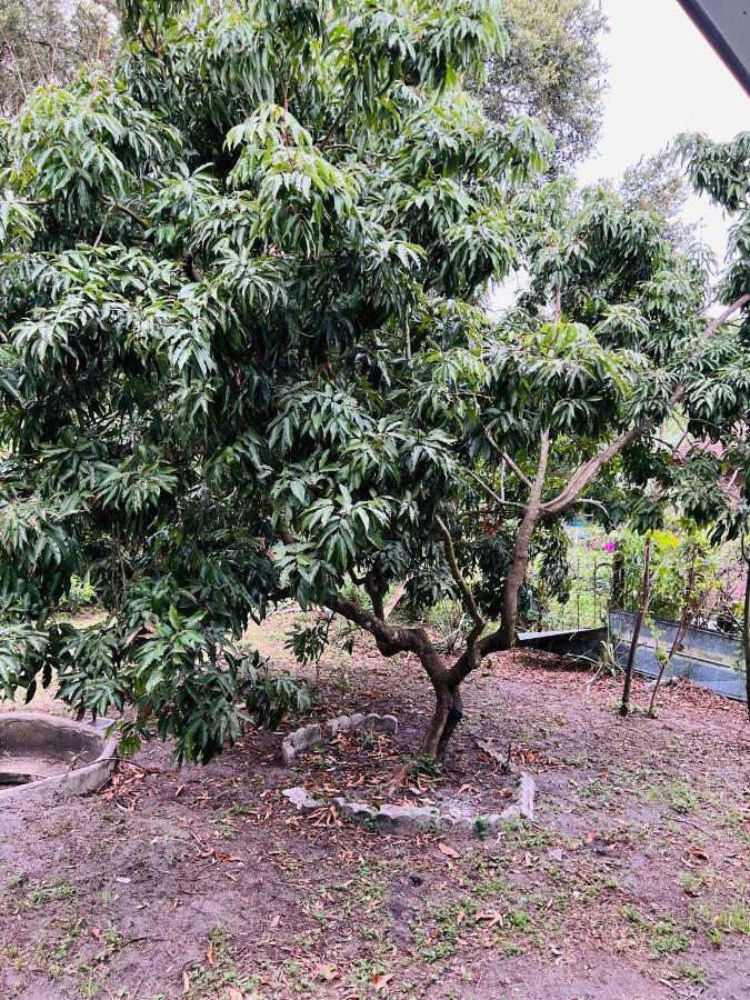 3Bdrm Fruit Tree Home Near Downtown オーランド エクステリア 写真
